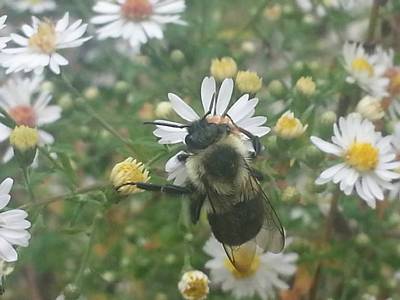 bee on flower2