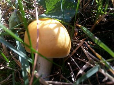 backyard mushroom1