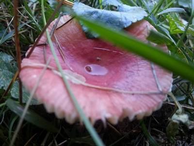 backyard mushroom2