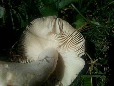 backyard mushroom3