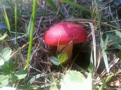 backyard mushroom4