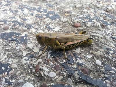 grasshopper on driveway